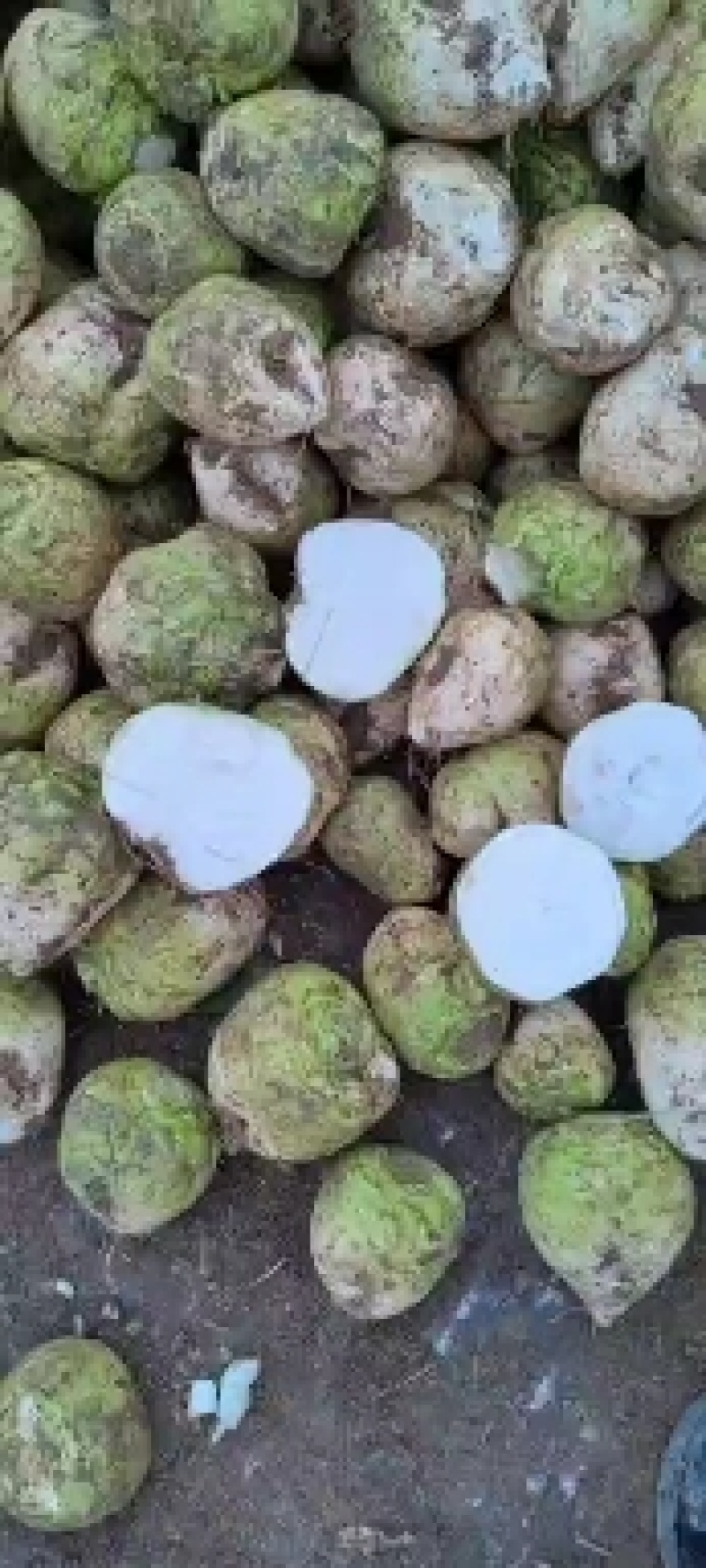 芥菜山东滕州大量上市中，可提供腌菜厂，加工厂及市场批发等