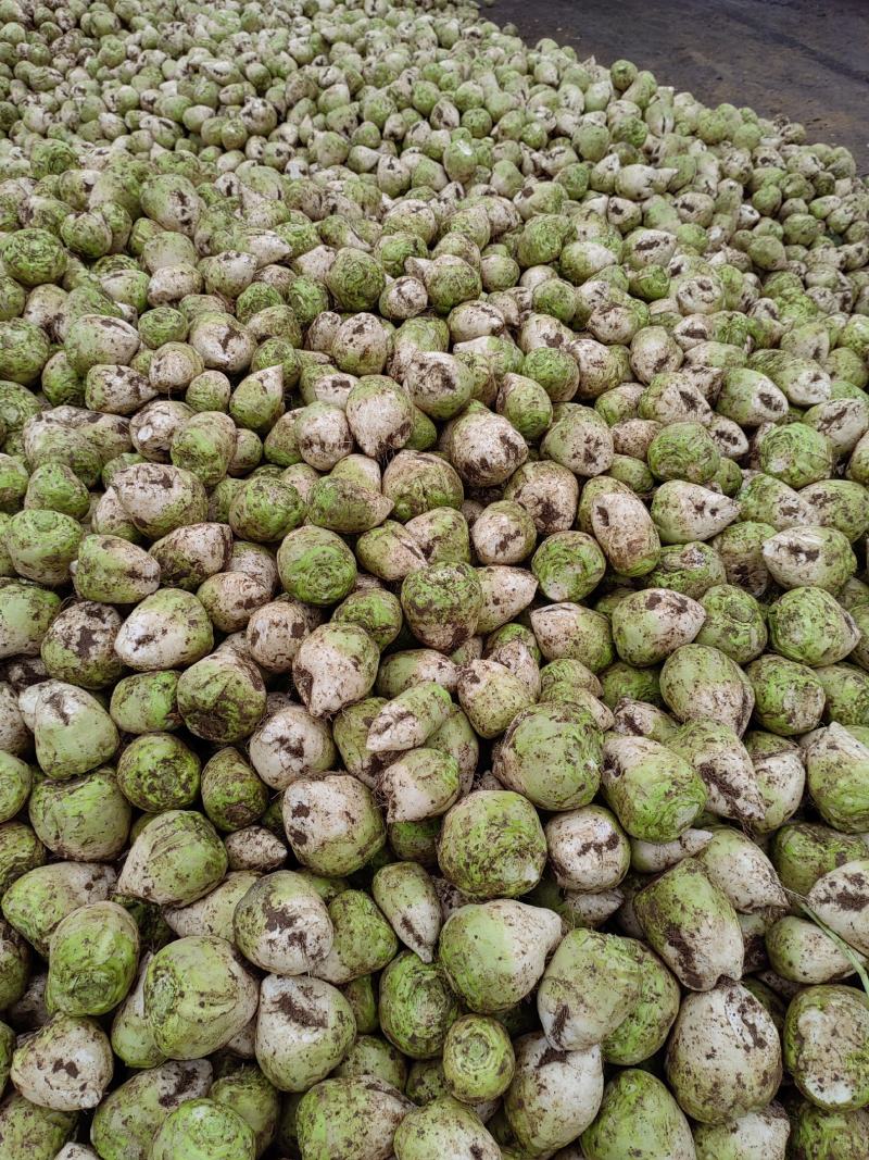 芥菜山东滕州大量上市中，可提供腌菜厂，加工厂及市场批发等