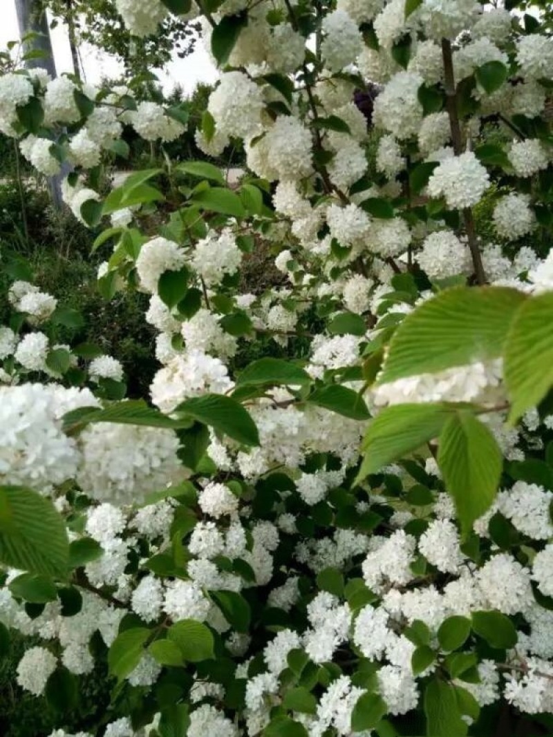绣球花
