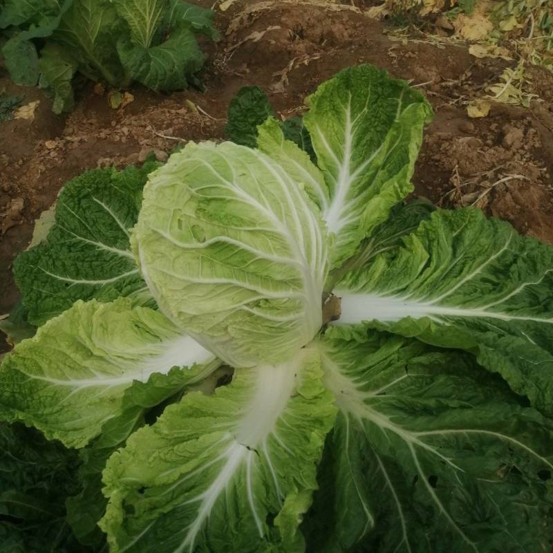 黄心白菜