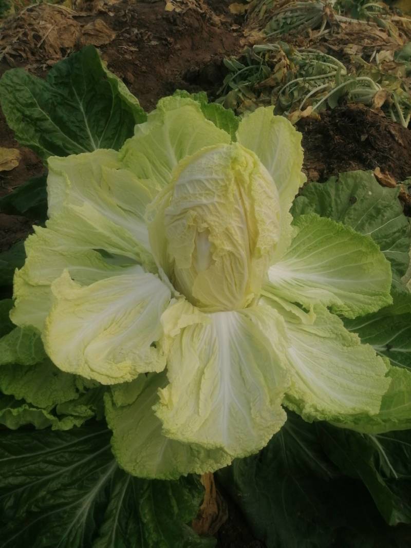 黄心白菜