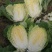 黄心白菜