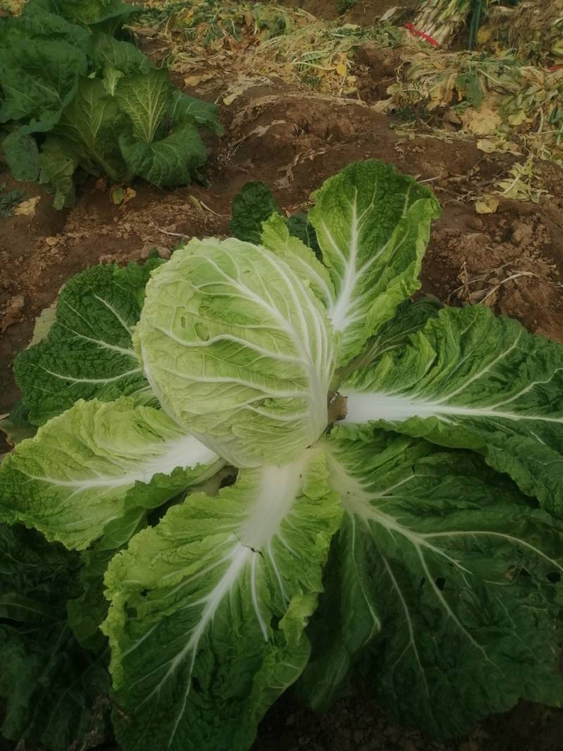 黄心白菜