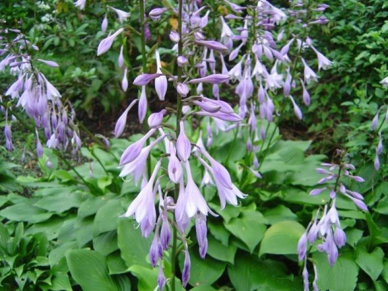 玉簪花苗
