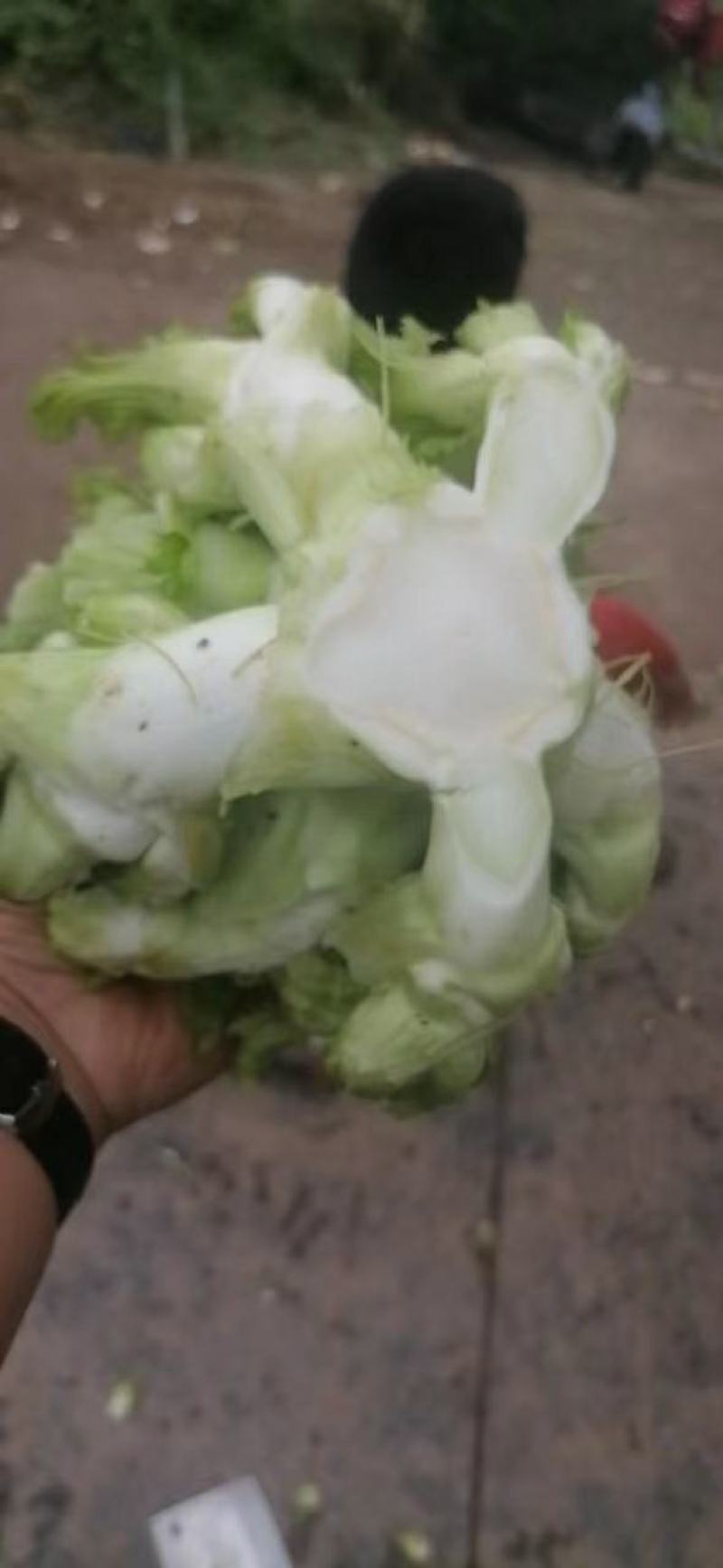 四川儿菜，娃娃菜，对接商超，市场批发量大从优