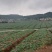 四川儿菜，娃娃菜，对接商超，市场批发量大从优