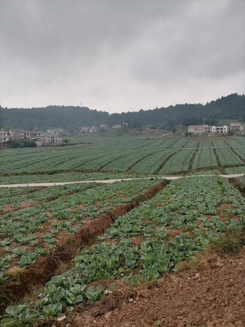 四川儿菜，娃娃菜，对接商超，市场批发量大从优