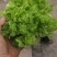 四川儿菜，娃娃菜，对接商超，市场批发量大从优
