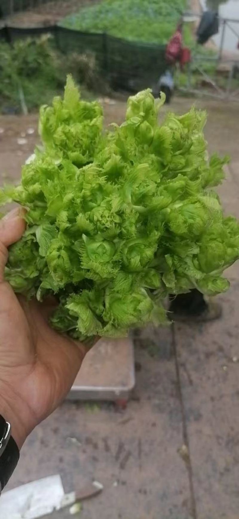 四川儿菜，娃娃菜，对接商超，市场批发量大从优