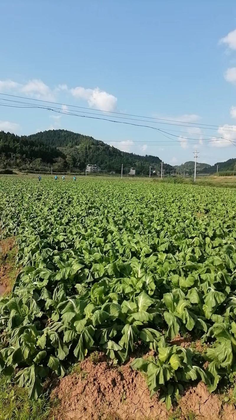 四川儿菜，娃娃菜，对接商超，市场批发量大从优