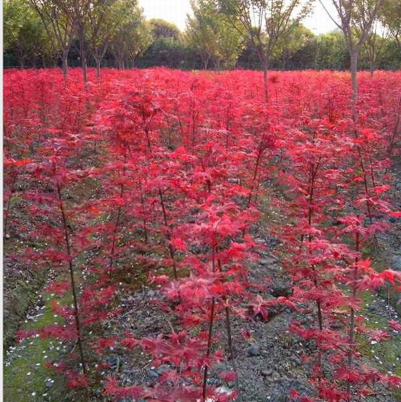 日本红枫