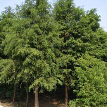 中山杉苗