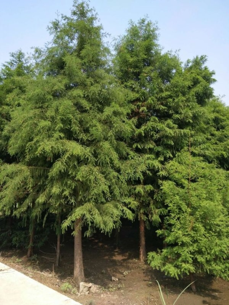 中山杉苗