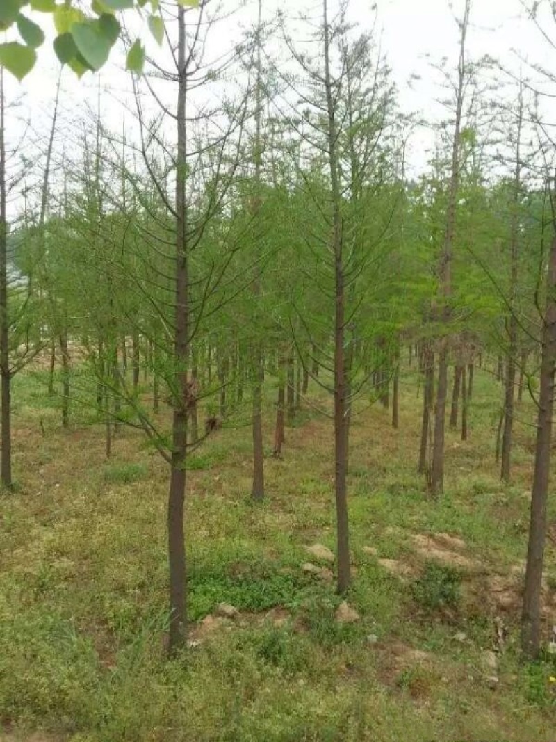 中山杉苗