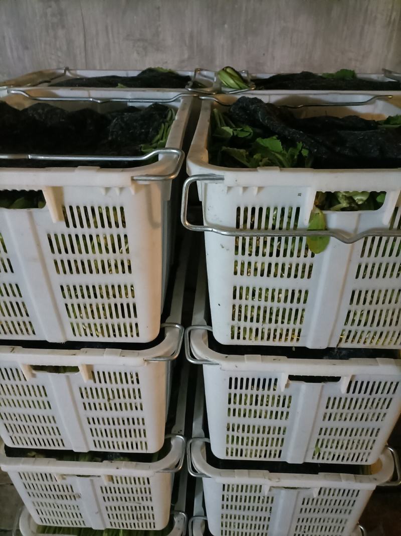 各种叶菜