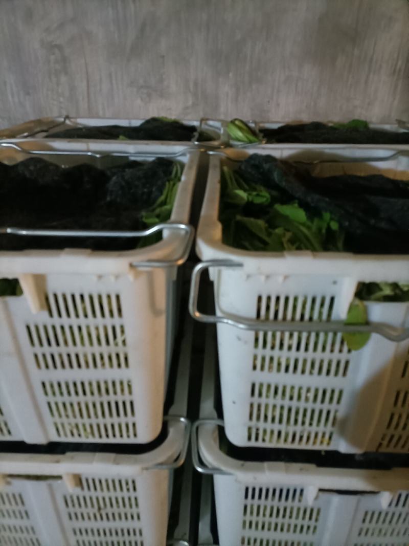 各种叶菜
