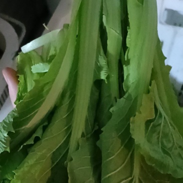 各种叶菜