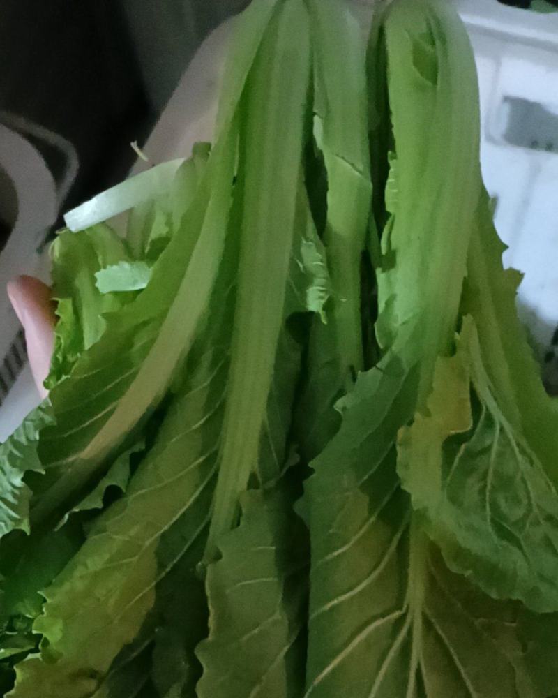 各种叶菜