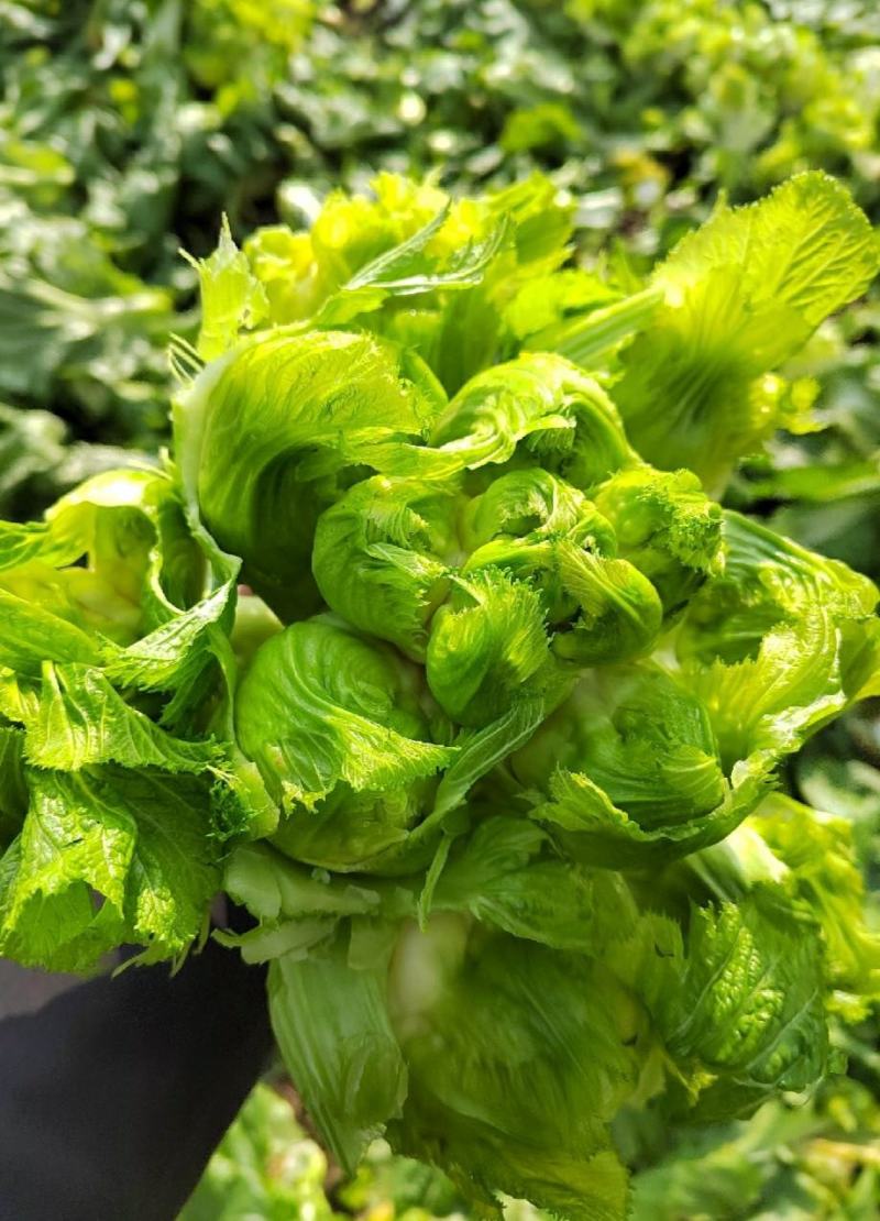 四川儿菜，娃娃菜，对接商超，市场批发量大从优