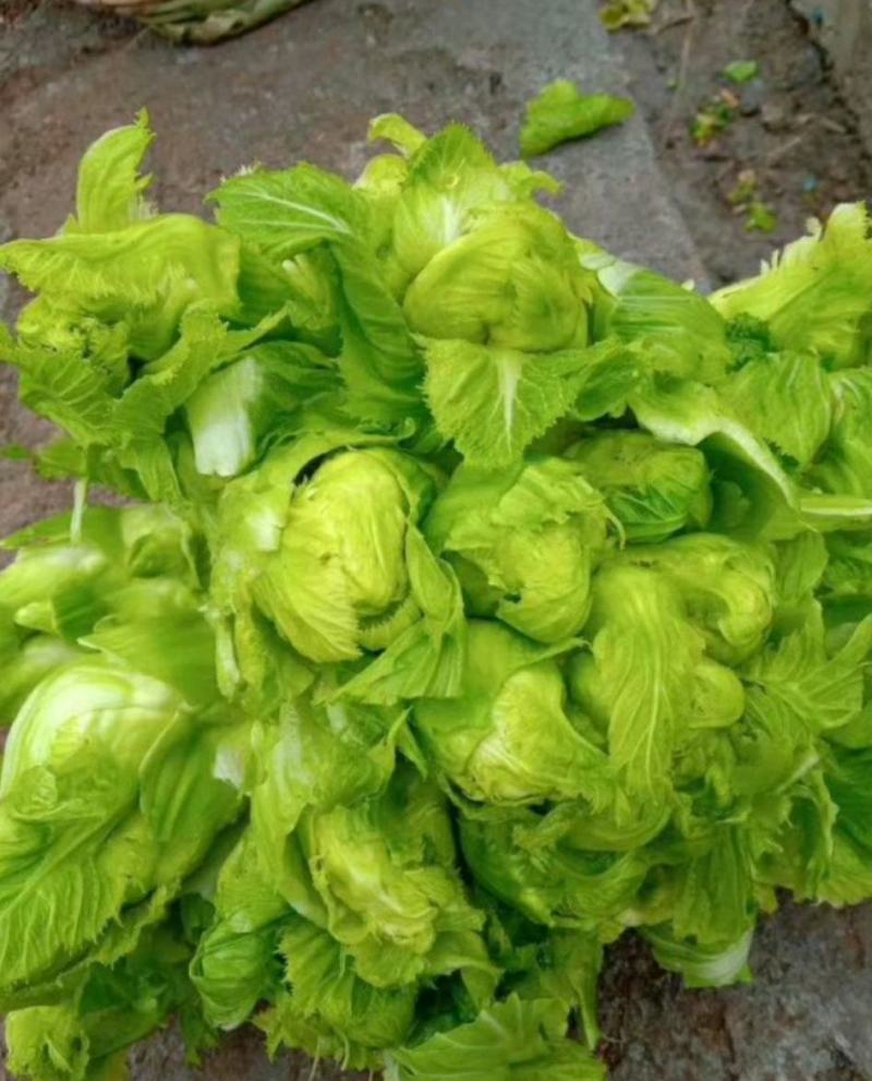 四川儿菜，娃娃菜，对接商超，市场批发量大从优