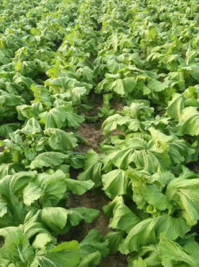 四川儿菜，娃娃菜，对接商超，市场批发量大从优