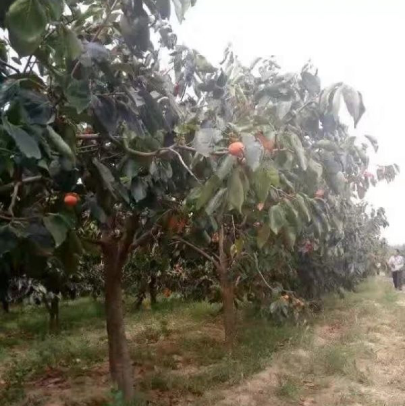 柿子树
