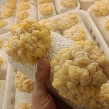 金耳菌种