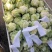 精品质优品像好白花菜花