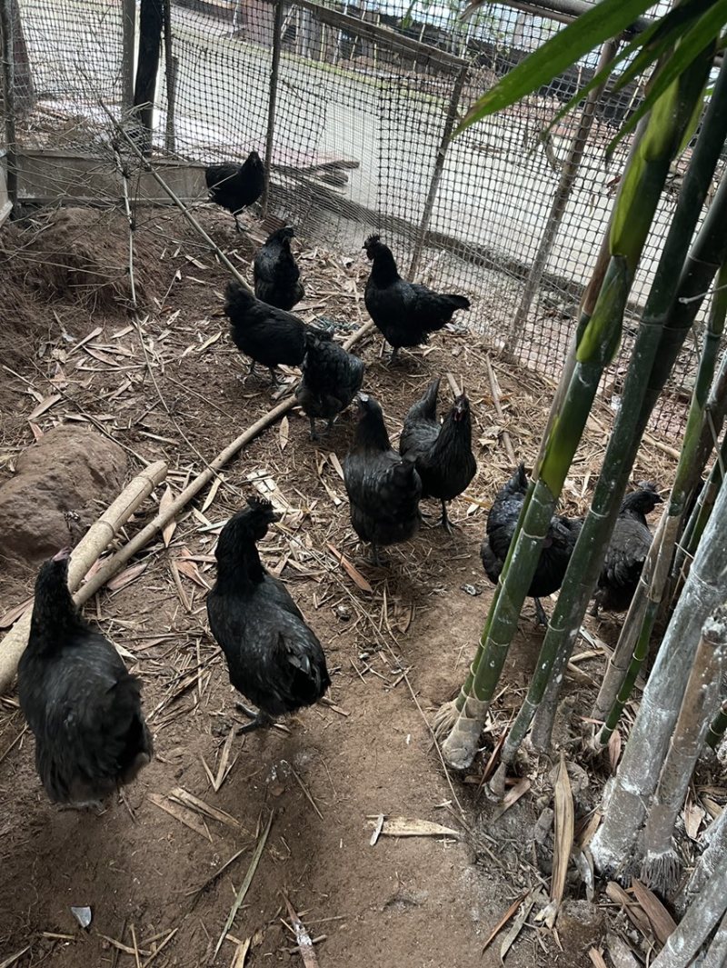 跑山鸡乌鸡蛋土鸡