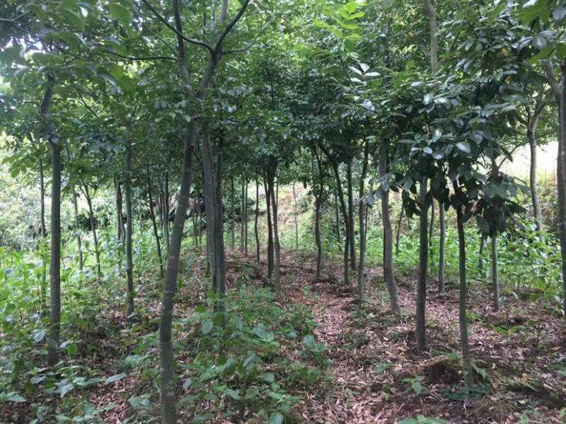 鄂西红豆