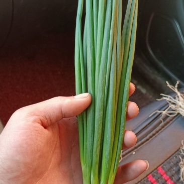 云南高质量小葱，一手货源，保质保量