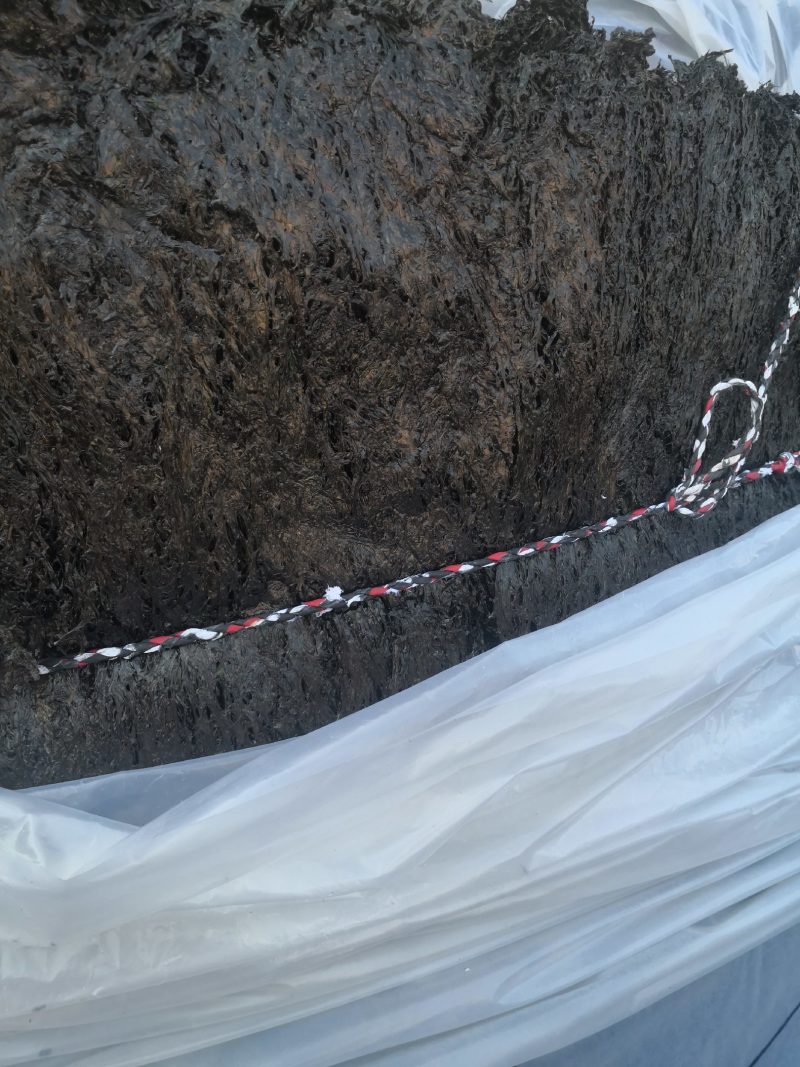原产地头水无沙紫菜厂家批发没有中间商货源充足霞浦直发