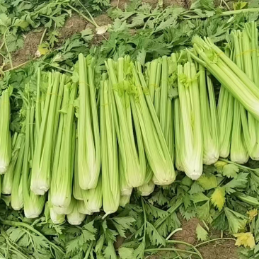 量大从优，各种规格，精品西芹，全国发货，