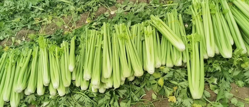 量大从优，各种规格，精品西芹，全国发货，