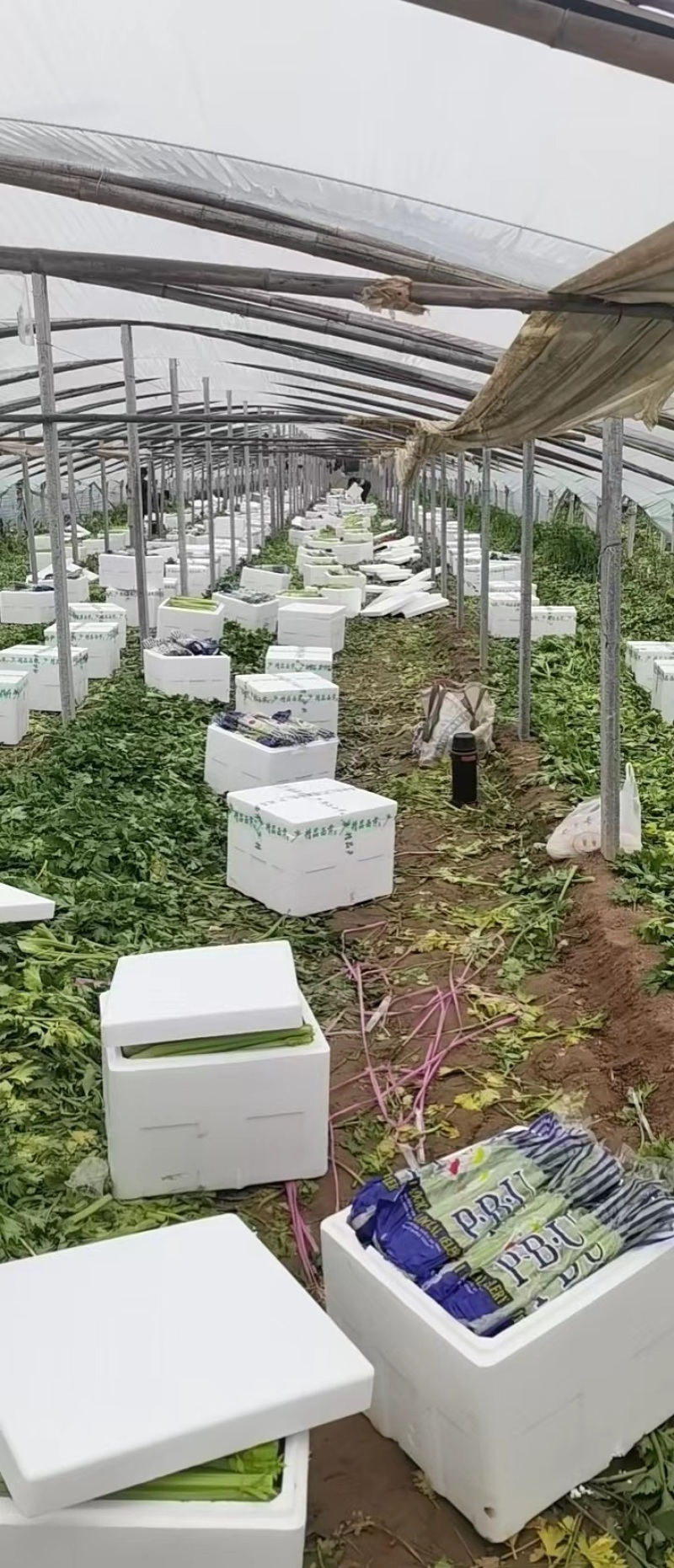 量大从优，各种规格，精品西芹，全国发货，