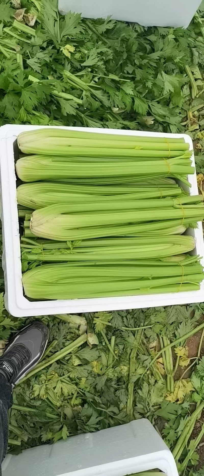 量大从优，各种规格，精品西芹，全国发货，