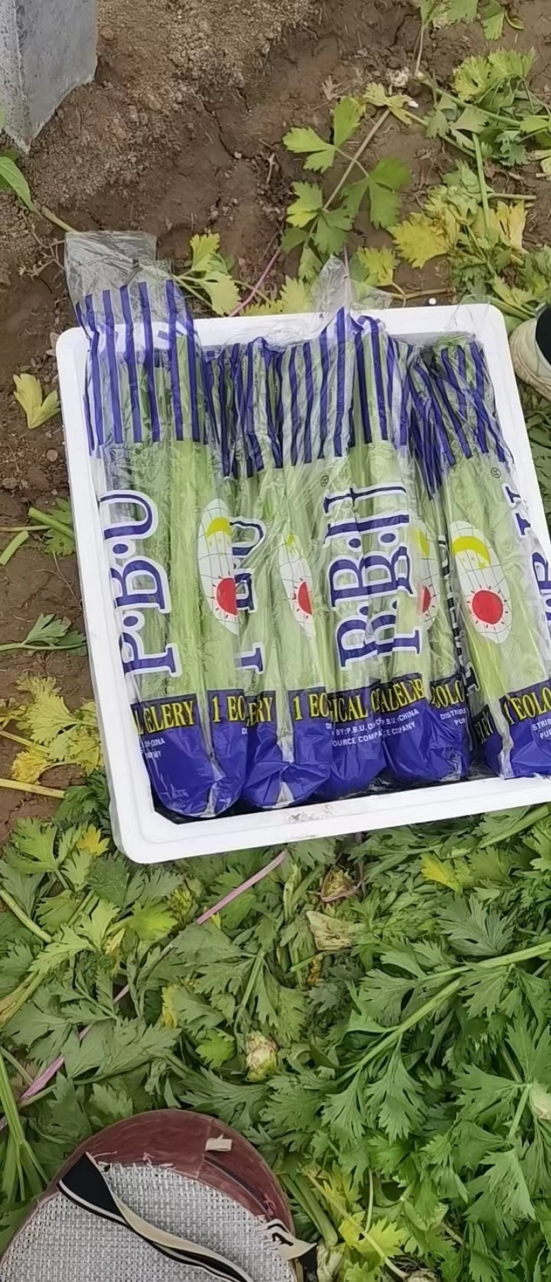 量大从优，各种规格，精品西芹，全国发货，