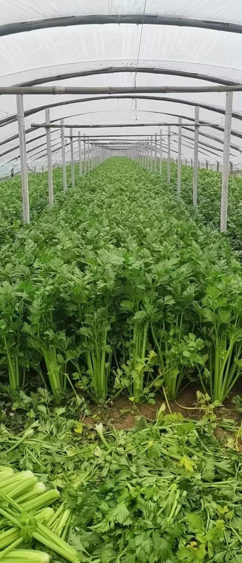 量大从优，各种规格，精品西芹，全国发货，