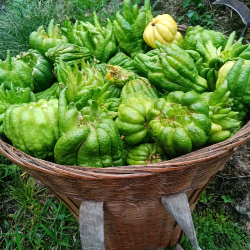 佛手干片，白菜价，需要老板快快下单🤨