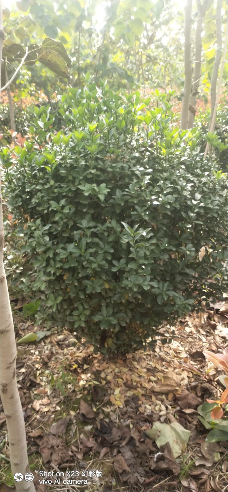 石楠球，巨紫荆，无絮杨树苗，种条，种段。