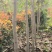 石楠球，巨紫荆，无絮杨树苗，种条，种段。