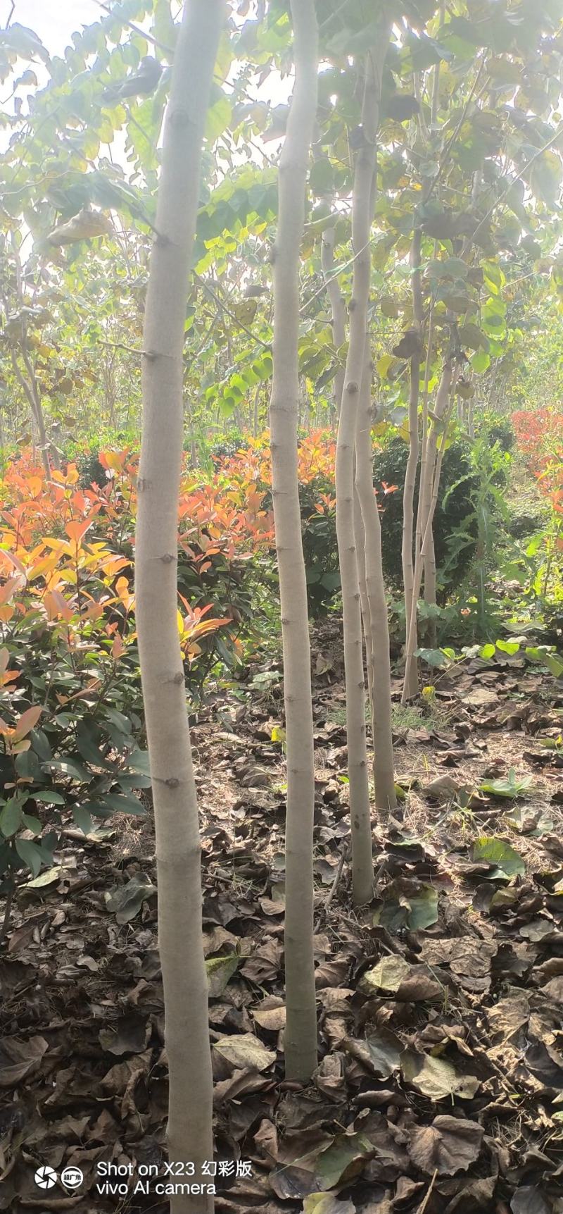 石楠球，巨紫荆，无絮杨树苗，种条，种段。