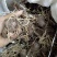 彼岸花种球曼珠沙华石蒜花种子蓝色彼岸花盆栽驱蚊草懒人花卉
