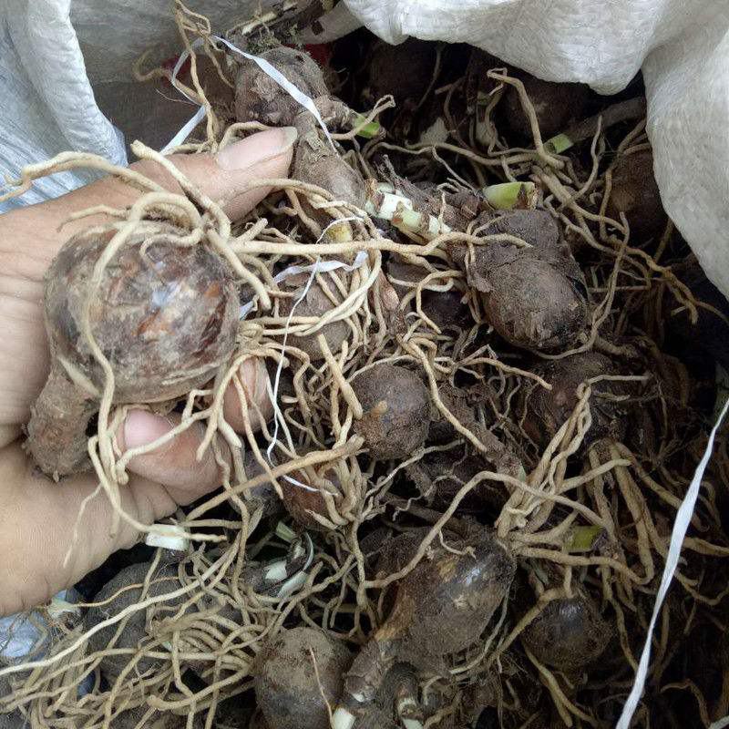 彼岸花种球曼珠沙华石蒜花种子蓝色彼岸花盆栽驱蚊草懒人花卉