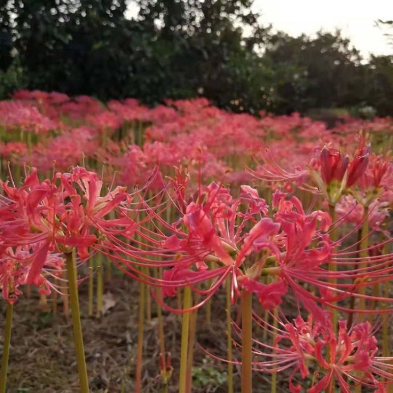 彼岸花种球曼珠沙华石蒜花种子蓝色彼岸花盆栽驱蚊草懒人花卉