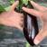 紫长茄/茄子/大棚种植、正宗长茄765/大量供应