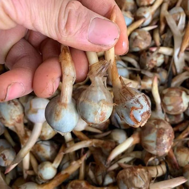 云南野地现挖新鲜迷你小茨菇种子山慈姑苗白茨菰