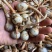 云南野地现挖新鲜迷你小茨菇种子山慈姑苗白茨菰