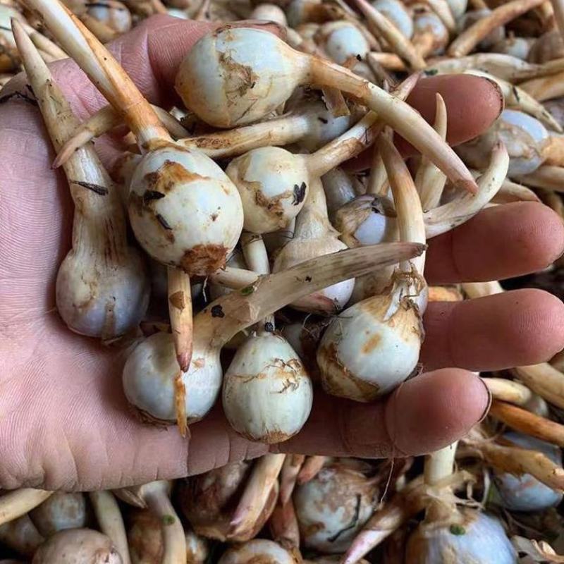 云南野地现挖新鲜迷你小茨菇种子山慈姑苗白茨菰