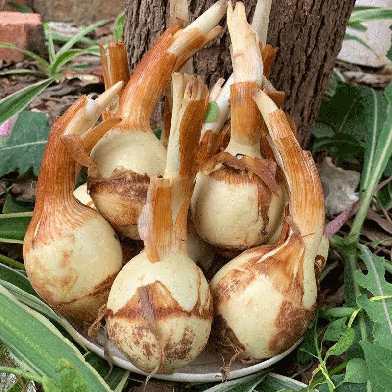云南野地现挖新鲜迷你小茨菇种子山慈姑苗白茨菰